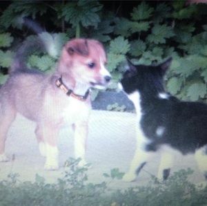 Meet your Posher, Carrie